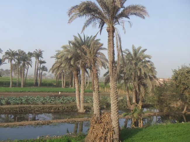 なかなか着きません。８時４０分には水辺にナツメヤシが茂るこんな感じのところに停車（他にも何箇所か停車します）。