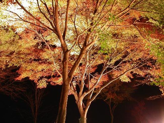 ライトアップされたもみじ。