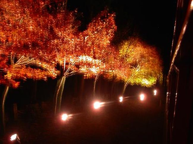 ライトアップされたもみじ。