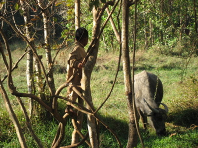 水牛と少年