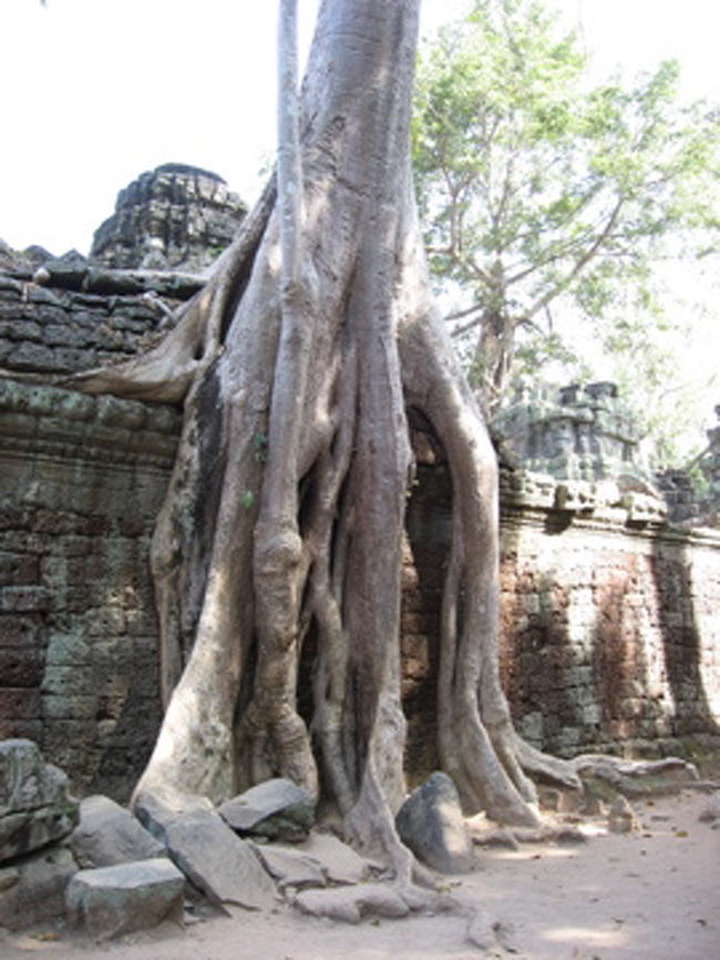 タ・プローム　その２<br /><br />ガジュマルの樹が遺跡を浸食しているという、自然の脅威をひしひしとかんじられる光景