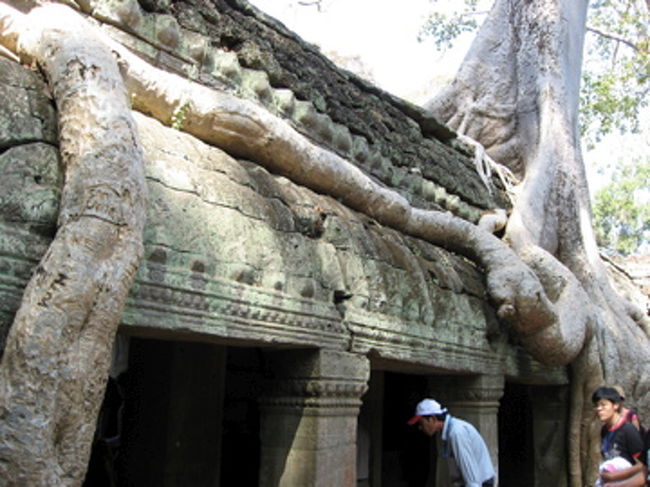 タ・プローム　その３<br /><br />この遺跡は、あと何年今の姿を保てるのだろう