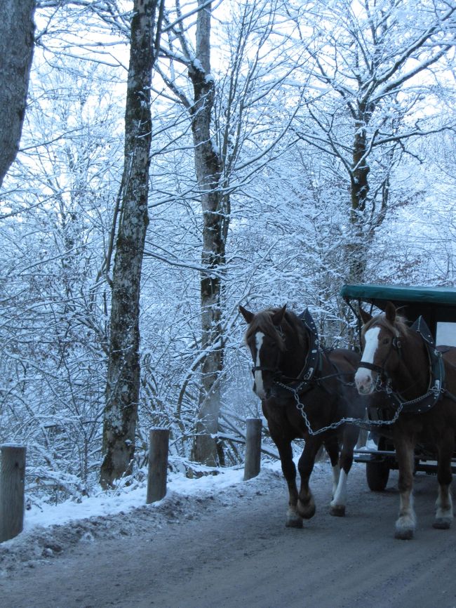 お城へ向けて出発〜〜！！<br />お馬さんに乗って山を登ることもできます。<br /><br />登り６ユーロ<br />下り３ユーロ<br /><br />だったと思います。<br />