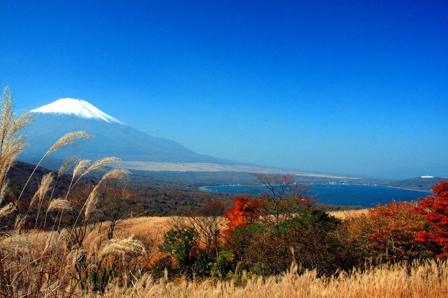 ススキ野原の中に生えている、木々も紅葉していて、絵になる風景です。