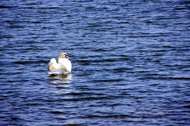山中湖にいた白鳥