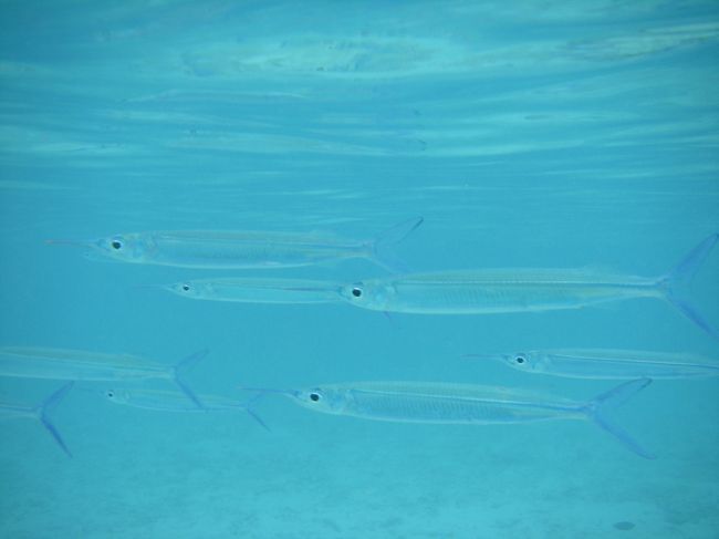 サヨリ？<br /><br />もはや　砂地の定番ですね