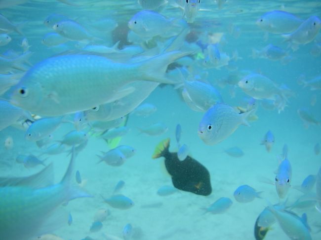 おぉ　いるいる〜<br /><br />ビーチリゾートの常連　スズメダイ<br />光にあたるとめちゃ光る