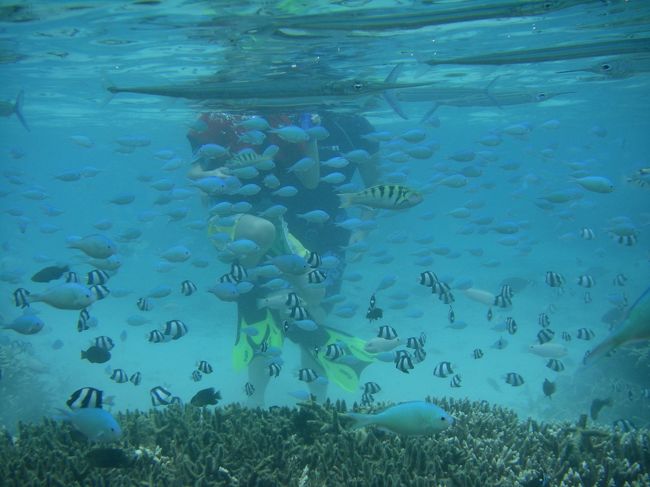 なんか　魚の量ハンパないです<br />ビーチエントリーでこのすごさ<br />ニッコーグアム前ガンビーチより断然こっち!!!<br /><br /><br /><br />グアムをバカにしちゃいかんねｍ(＿ ＿；)ｍ<br /><br />