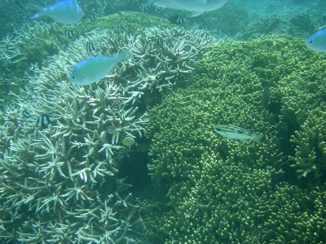 沖縄には負けますが<br />サンゴも予想外にキレイで(〃∇〃) <br /><br /><br /><br />