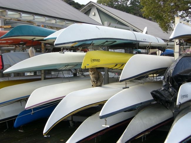 下船すると、ネコちゃんのお出迎え。