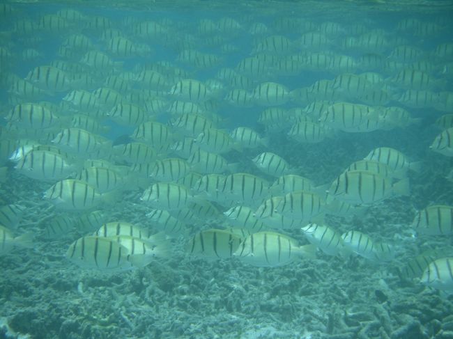シマハギの大群が通り過ぎたり〜w(￣o￣)w