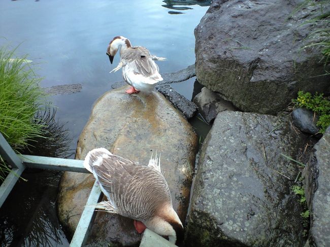 とりさんも休憩中。