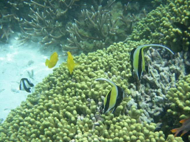 水深浅く、波もないから<br /><br />ゆっくり<br />のんびり<br />気ままにシュノーケリングできます