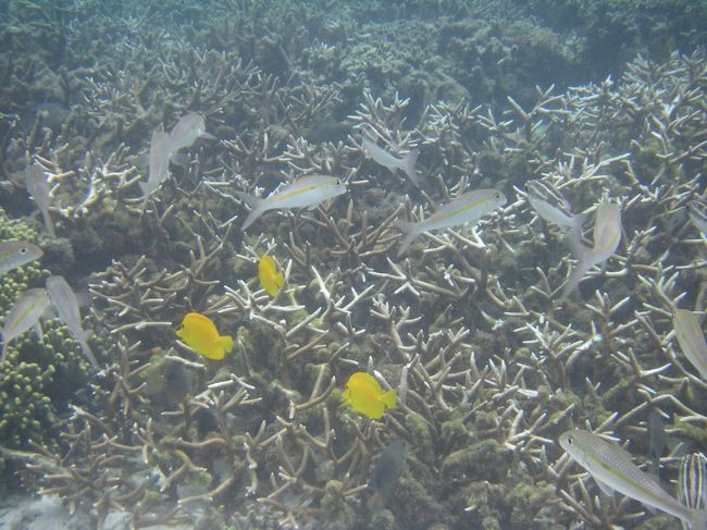 まっ黄黄のキイロハギ<br /><br />