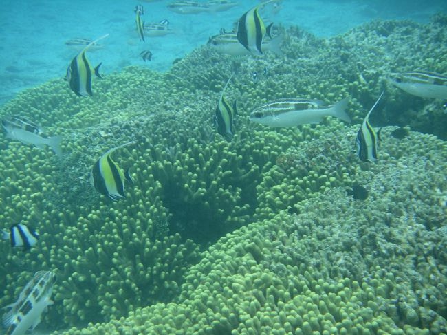 しましま模様のツノダシ<br /><br /><br />