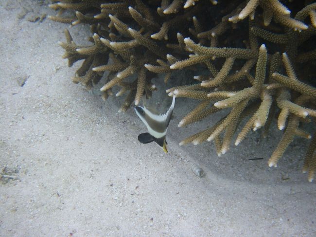 雨季でもこの透明度です