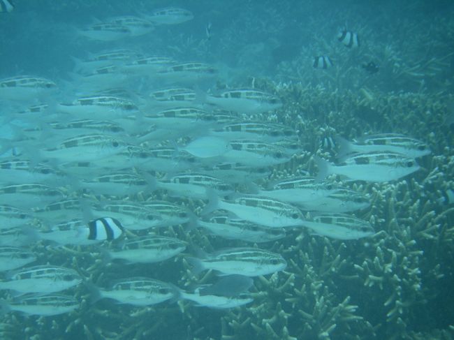 この水中<br />ダイビングじゃないです<br />シュノーケリングです