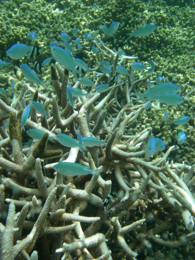 これぞビーチリゾートな水中