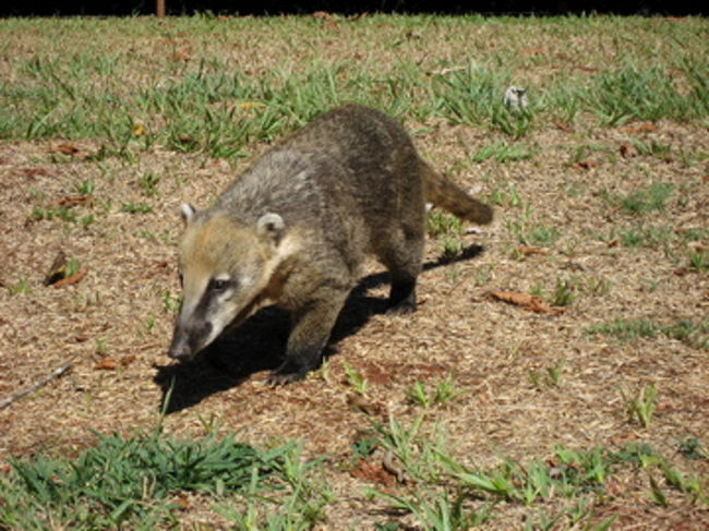 人なつっこいアナグマ君