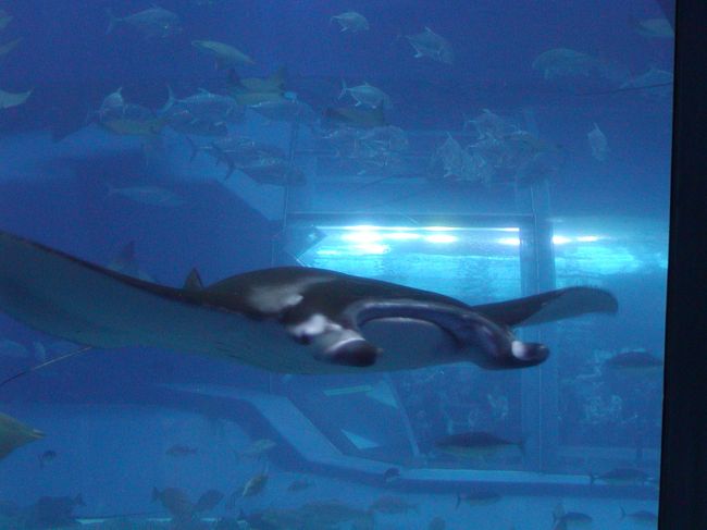水族館　マンタ　　すごい！