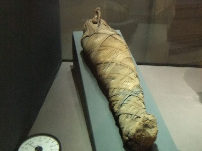 ガイドさんが、エジプトで唯一のトキのミイラだと言っていました（と思います）。説明板には、「Ａｐｉｓ」のミイラだと書かれています。アピスというと普通は牛ですが、これはやはり鳥のようです。