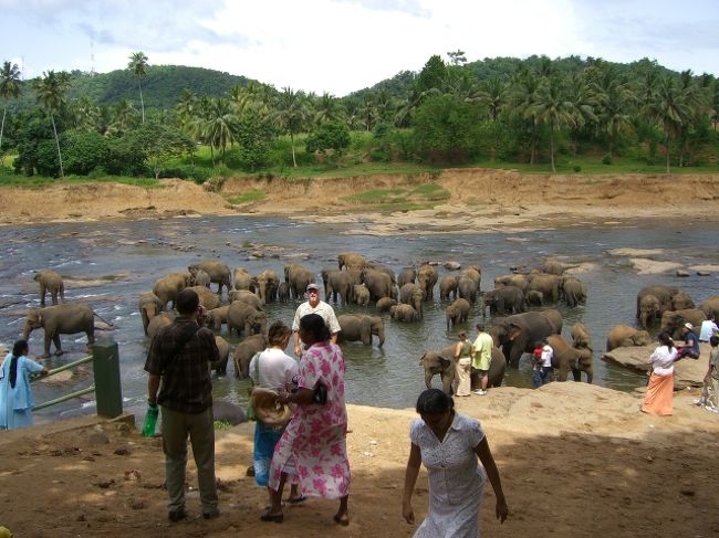 ゾウさん孤児の保護施設、<br />ピンナワラ。<br /><br />最初は少なかったんだけど、<br />努力の甲斐があってか、<br />家族が増えたのだろう。<br />たくさんいた。<br />