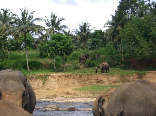 ゾウさん、かわいすぎ♪