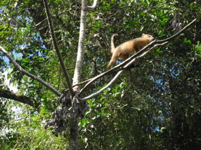 イグアスの滝でずぶぬれになった一行は、ボートから上がった場所で待機しているトラックの荷台に乗る。公園内の説明をうけながら、日光浴しつつ、トラックはゆっくりと公園入り口に辿り着く。