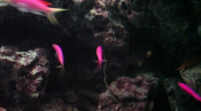 ちゅら〜<br />念願のちゅらうみ水族館♪