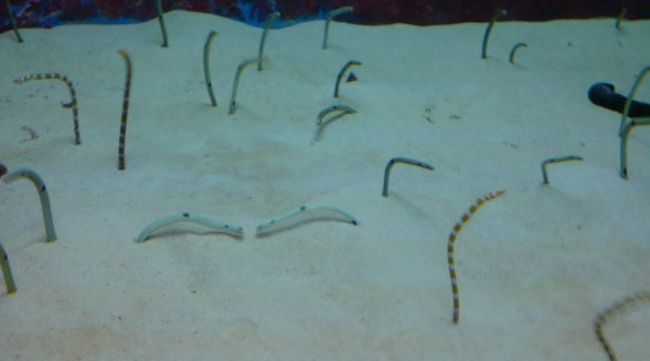 ムーミンに出てきそうな<br />にょろにょろ♪