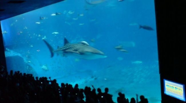 甚平さま〜！！！