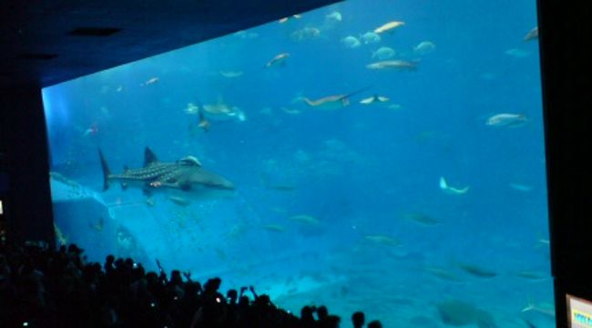 きゃ〜、甚平さま〜♪