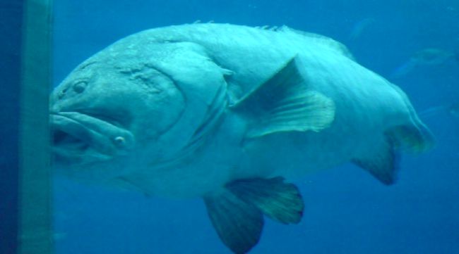 なんてフテブテしいんだろう・・・<br /><br />苦笑い。