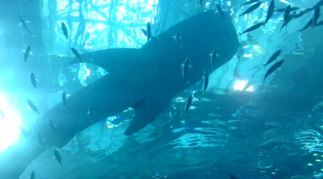 なんて優雅なんだろう・・・<br /><br />うっとり。<br />