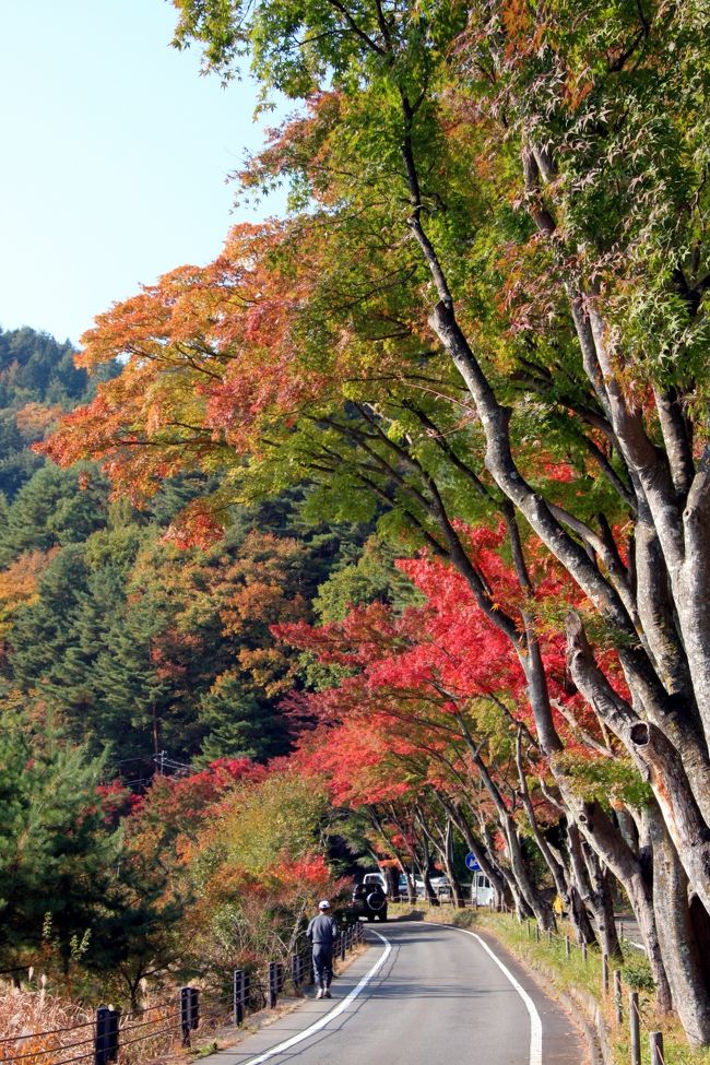 河口湖・北岸の紅葉スポットです。<br /><br />ここのモミジは、４分程度の色づきでした。