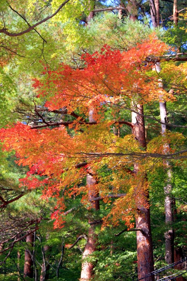 赤松とモミジのコラボ