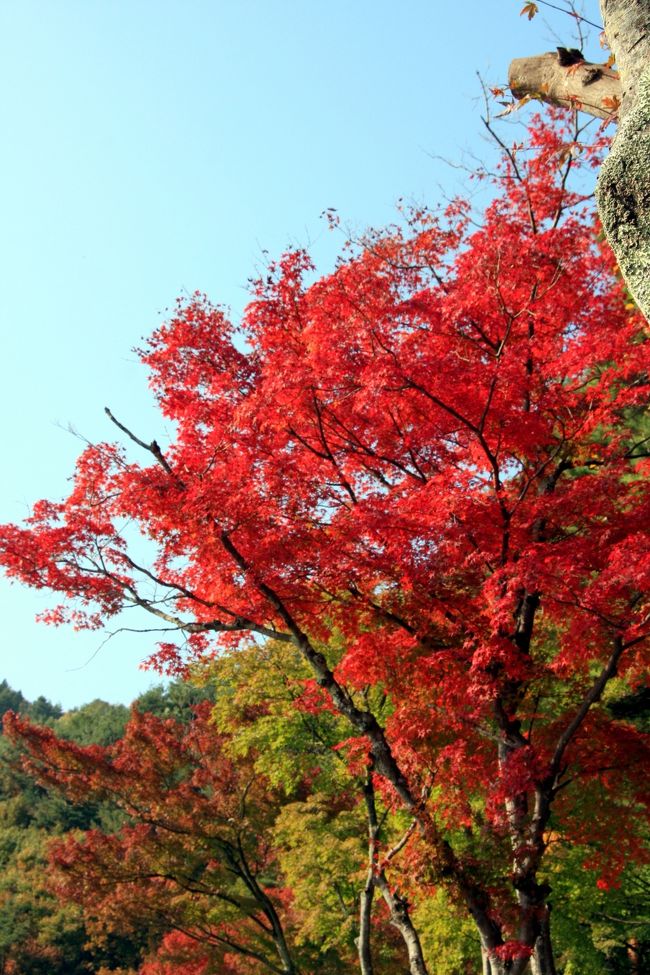 このモミジは、真っ赤に色づいてました。