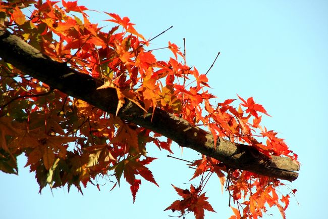 紅葉の見頃、初期の段階でしたが、<br />何本かのモミジは、綺麗に紅葉していて楽しめました。