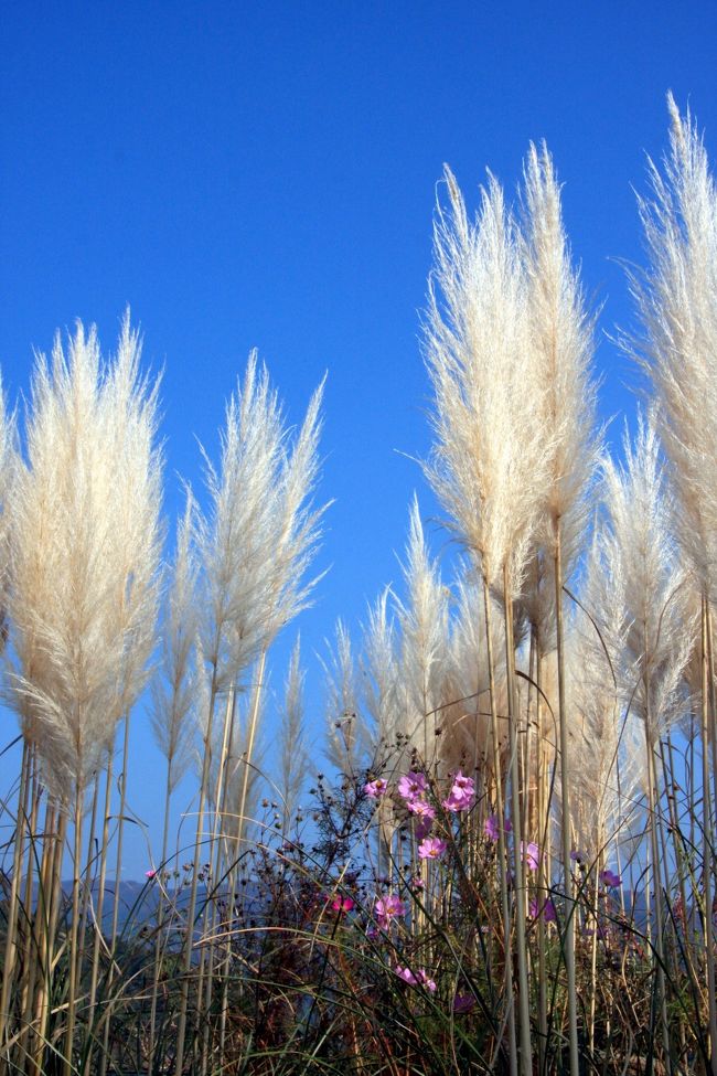 河口湖紅葉まつりの会場に向かう途中、<br />大石公園に立ち寄りました。<br /><br />この大石公園に立ち寄った目的は、このパンパスグラスを見るためです。