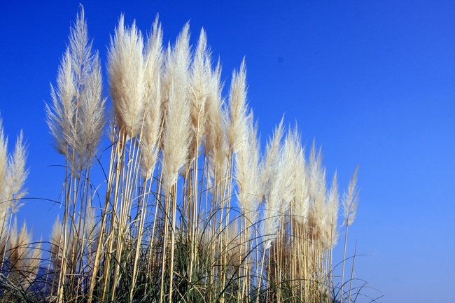 パンパスグラス