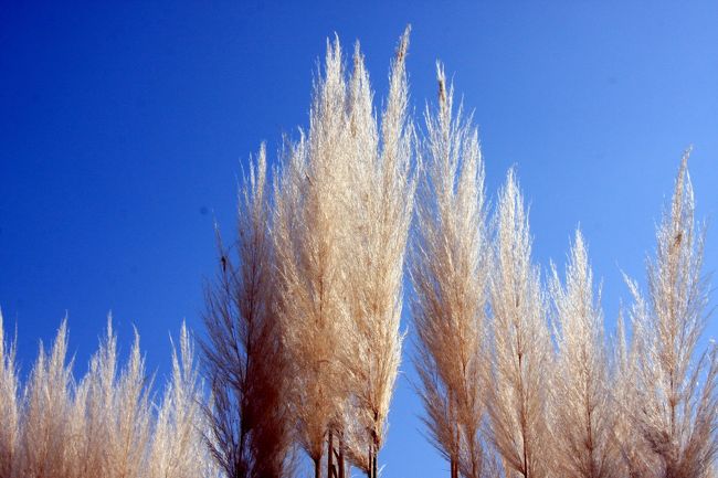 パンパスグラス