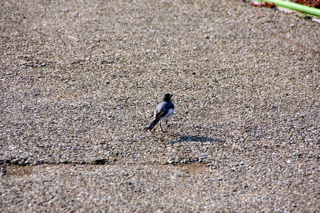 大石公園をブラブラと散策していると、<br />ハクセキレイが、トコトコ歩いてました。