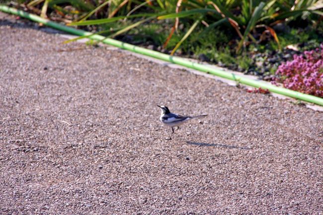 トコトコ歩くハクセキレイ