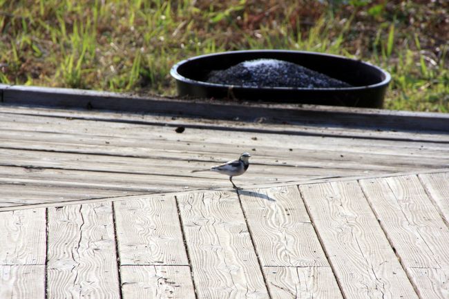 近づくと、飛んで逃げますが・・・<br />すぐ近くに降り、また歩きだします。