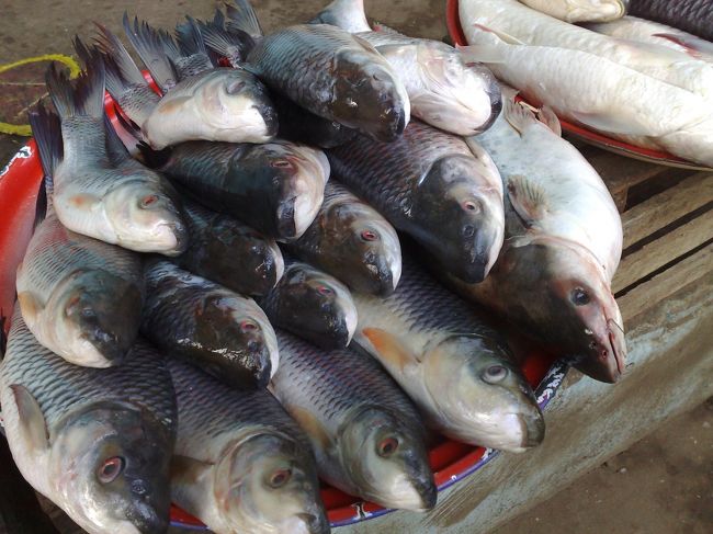 バターフィッシュ