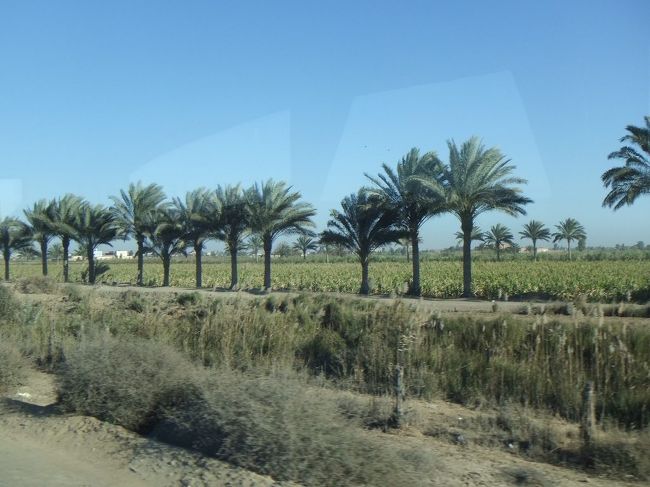 発車します。ナツメヤシの木が両側に植わっています。アレクサンドリアに近づくにつれ、両側に結構緑が広がってくるのです。