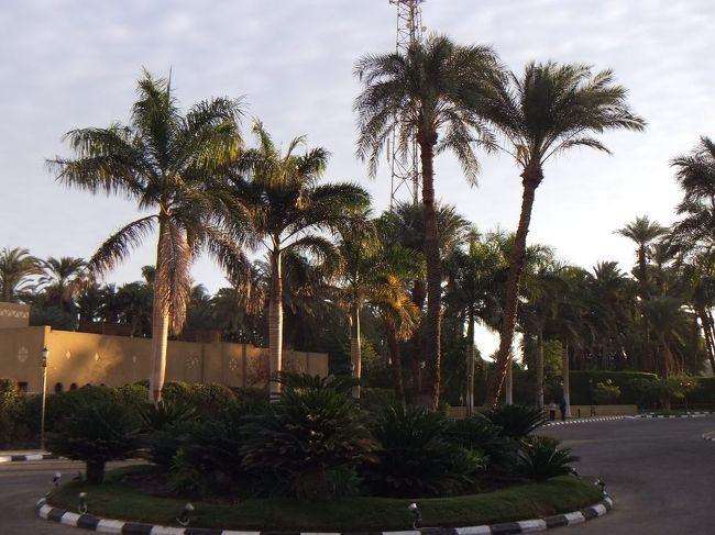 集合時間になりました。外に出ます。ナツメヤシの木があります。