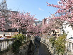 ■糸川遊歩道[いとがわゆうほどう]1

観光協会の発表どおり、糸川遊歩道のあたみ桜は見頃でした。