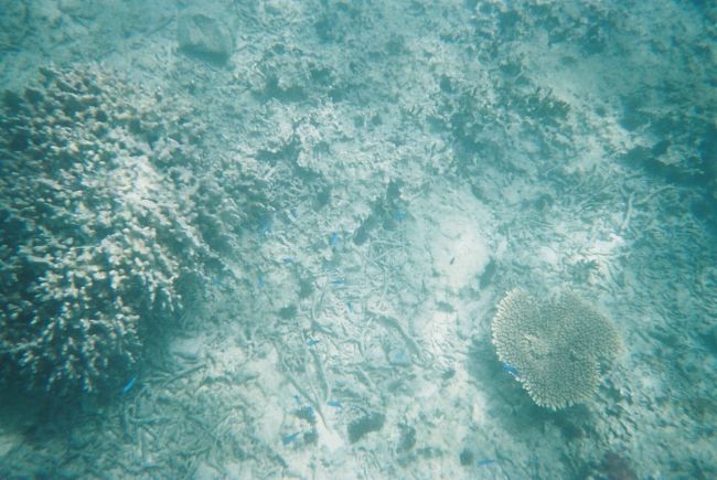 ２日目は午前中から予約していたスノーケルへ<br /><br />インストラクターさんとホテルのプライベートビーチからする気軽なものでした。<br /><br />写真は海の中です。