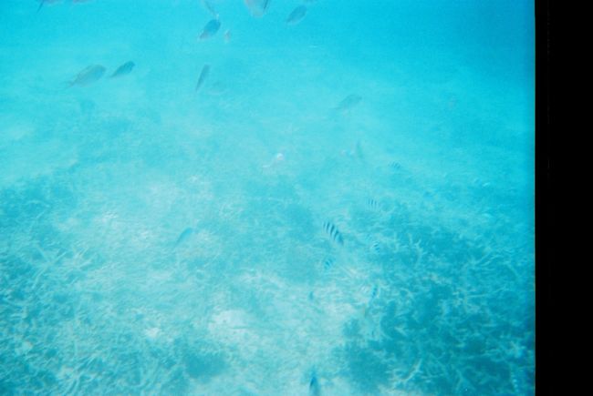 キレイに見えるポイントではパンをあげると魚が沢山寄ってきました。